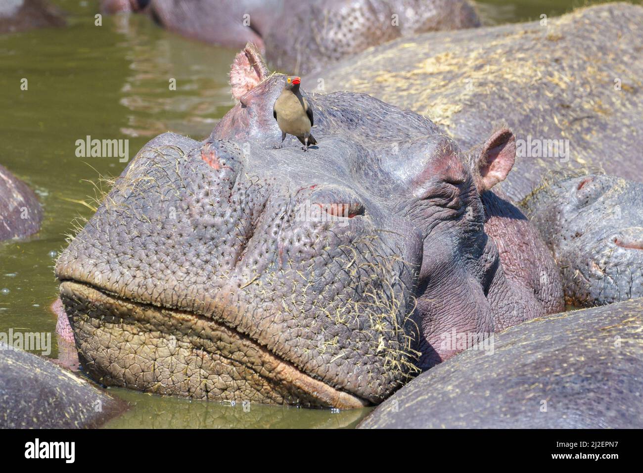 Oxpecker à bec rouge (Buphagus erythrorhynchus) manger des parasites de l'Hippopotamus (Hippopotamus amphibius), parc national de Serengeti, Tanzanie. Banque D'Images