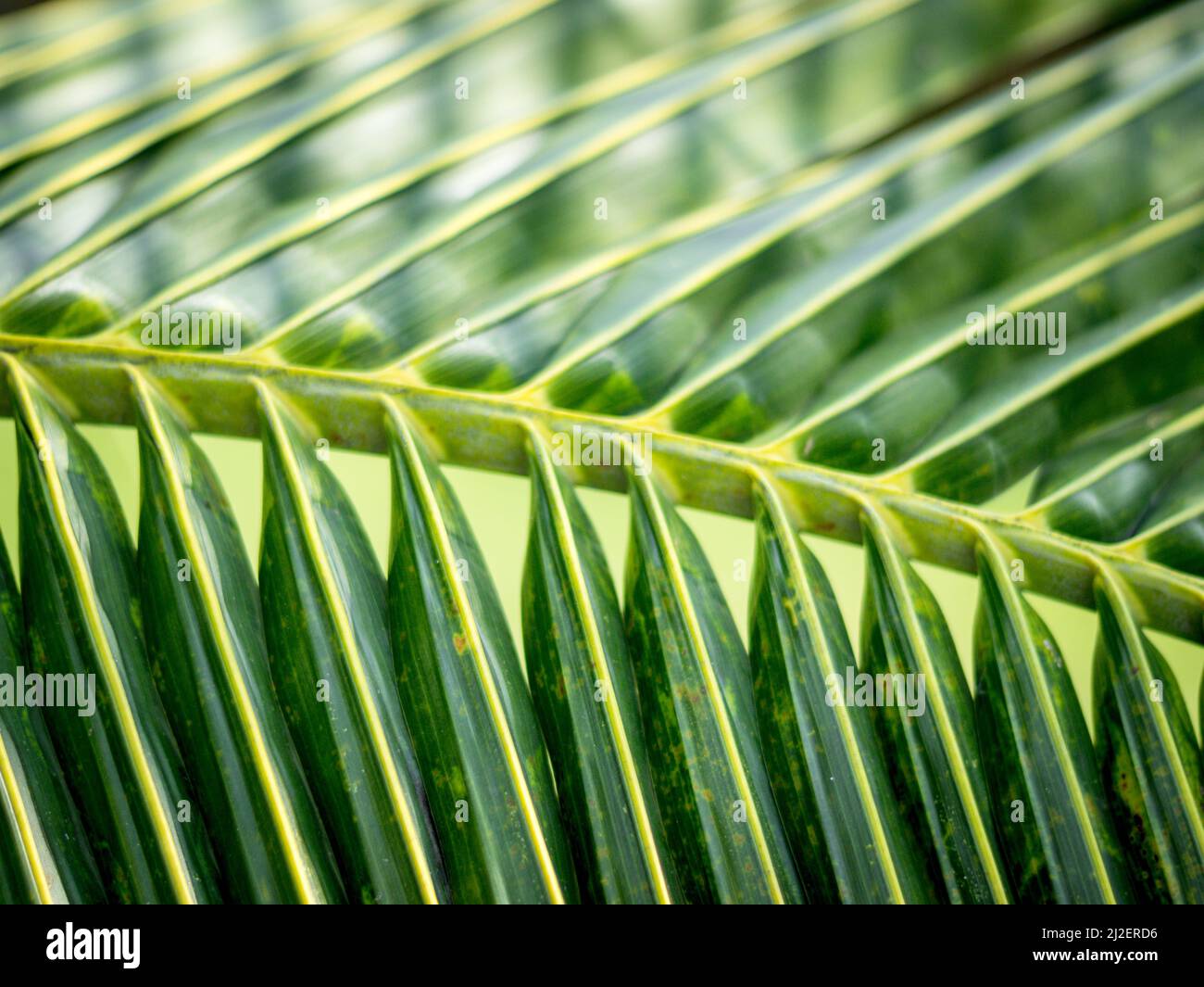 Feuilles de noix de coco vertes disposées de manière ordonnée avec la nature Banque D'Images