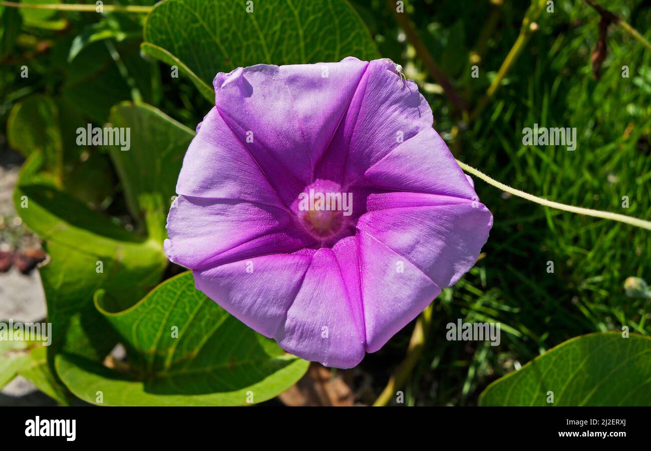 Plage Morning Glory (Ipomoea pes-caprae) Banque D'Images