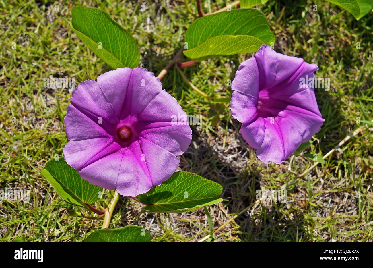 Plage Morning Glory (Ipomoea pes-caprae) Banque D'Images