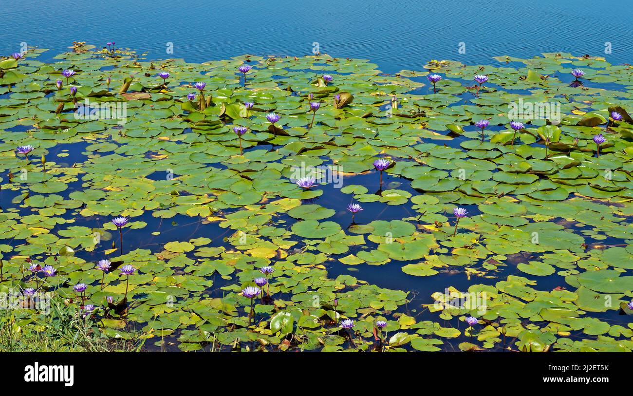 Lac aux fleurs de nénuphars bleu sacrées (Nymphaea caerulea) Banque D'Images Lac aux fleurs de nénuphars bleu sacrées (Nymphaea caerulea) Banque D'Images