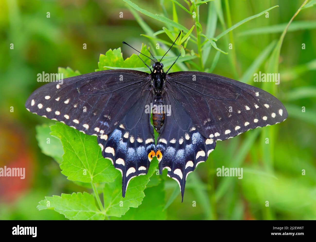 Papillon à queue noire (Papilionidae) avec ailes ouvertes sur une plante verte Banque D'Images