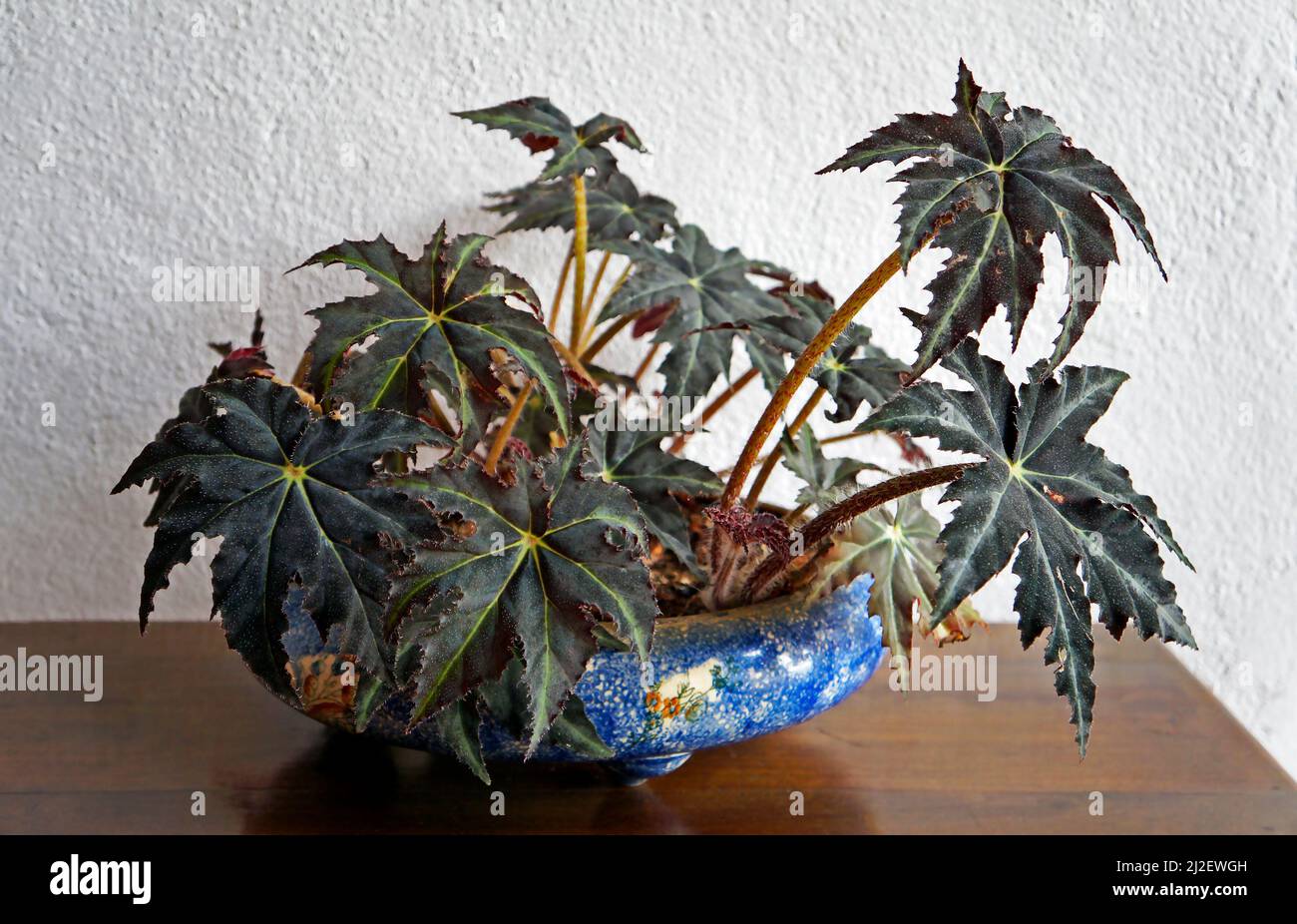 Plante de begonia en pot à l'intérieur d'une maison Banque D'Images Plante de begonia en pot à l'intérieur d'une maison Banque D'Images