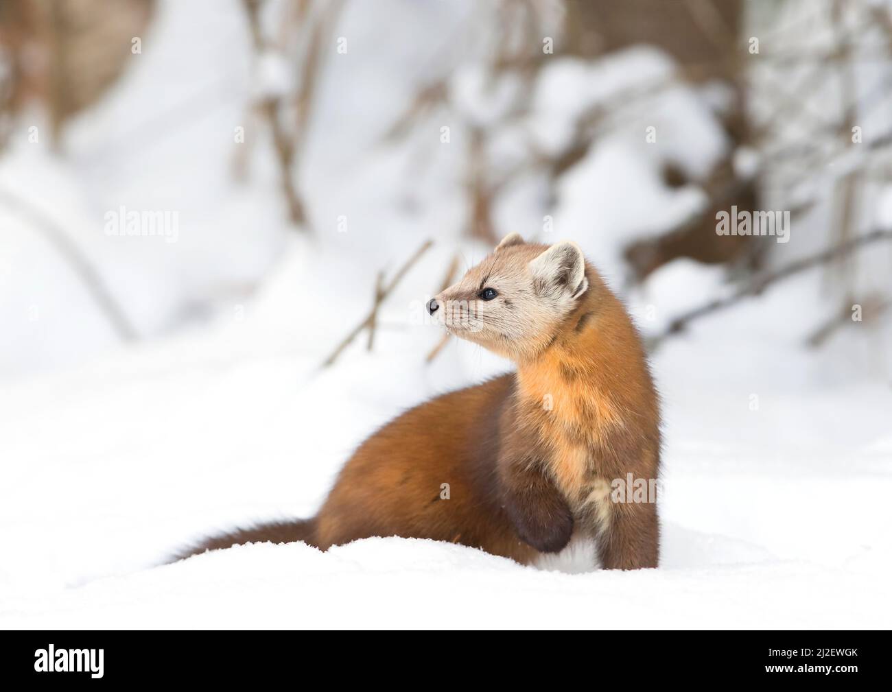 Martre de pin debout dans la neige d'hiver à côté d'un arbre dans le parc Algonquin, Canada Banque D'Images
