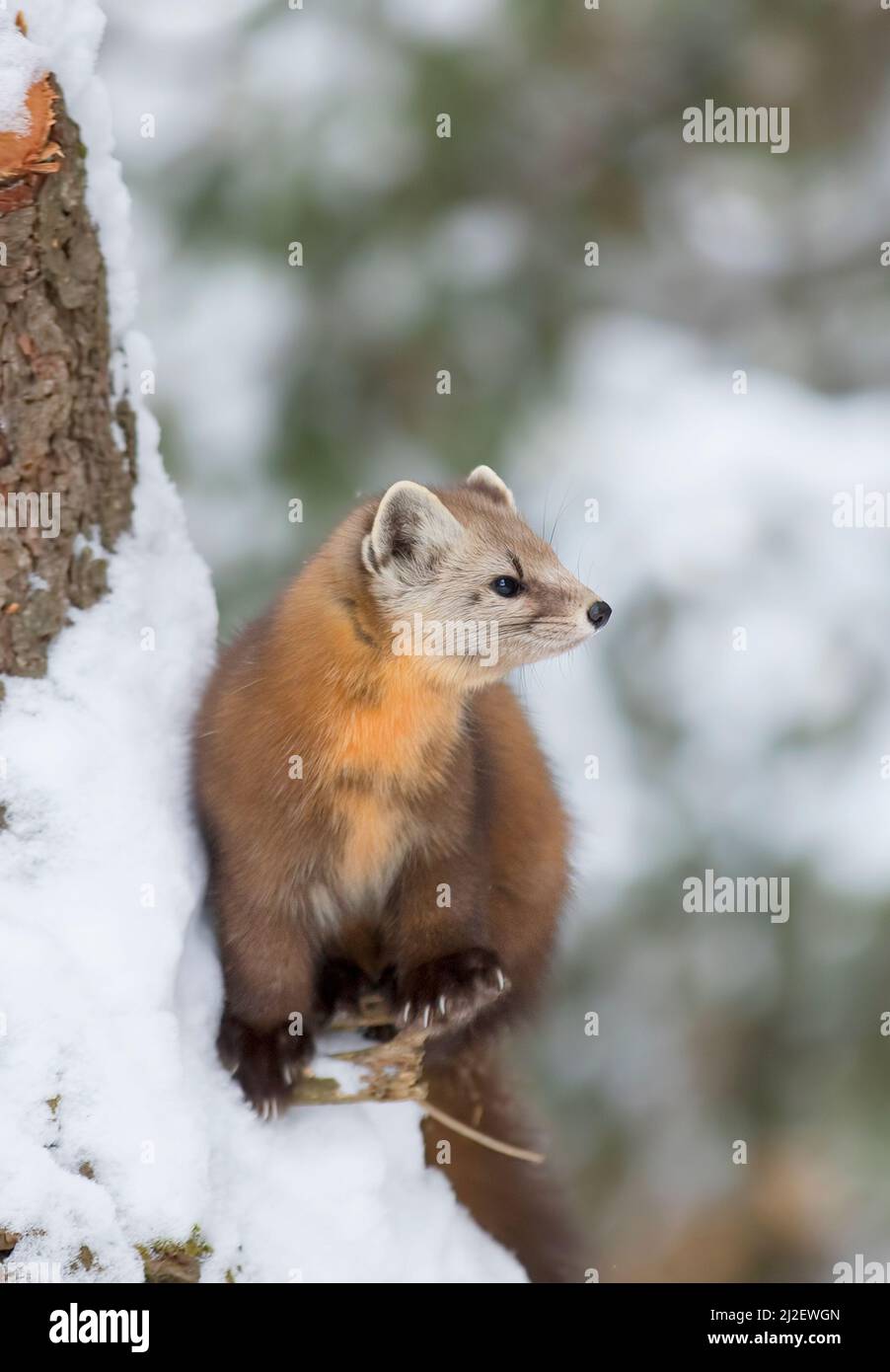 Martre de pin debout dans la neige d'hiver à côté d'un arbre dans le parc Algonquin, Canada Banque D'Images