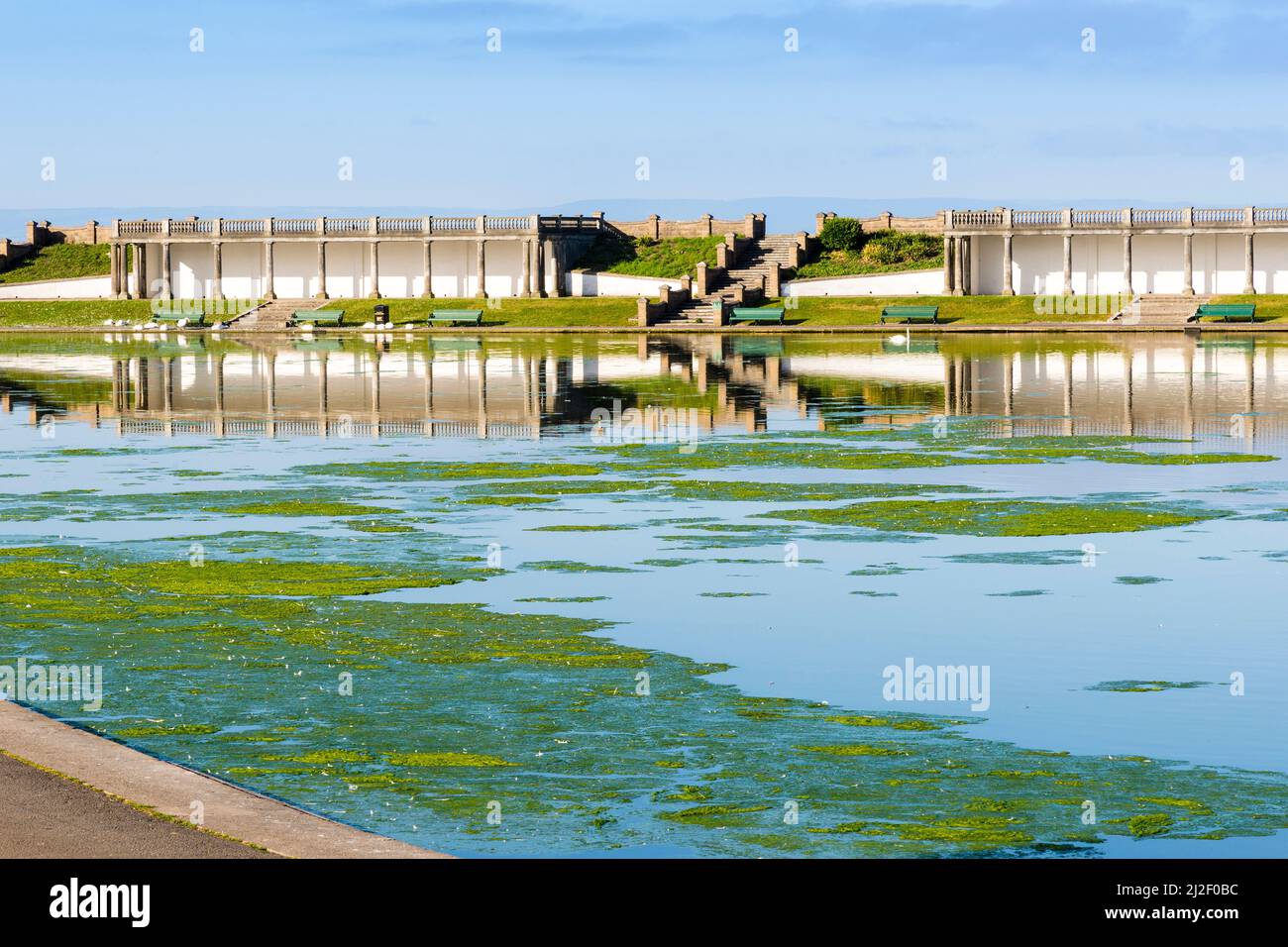 Les algues vertes épaisses ou les mauvaises herbes de l'étang couvrent de grandes zones d'un lac ornemental dans les jardins de Knap, Barry, un matin ensoleillé et lumineux. Banque D'Images