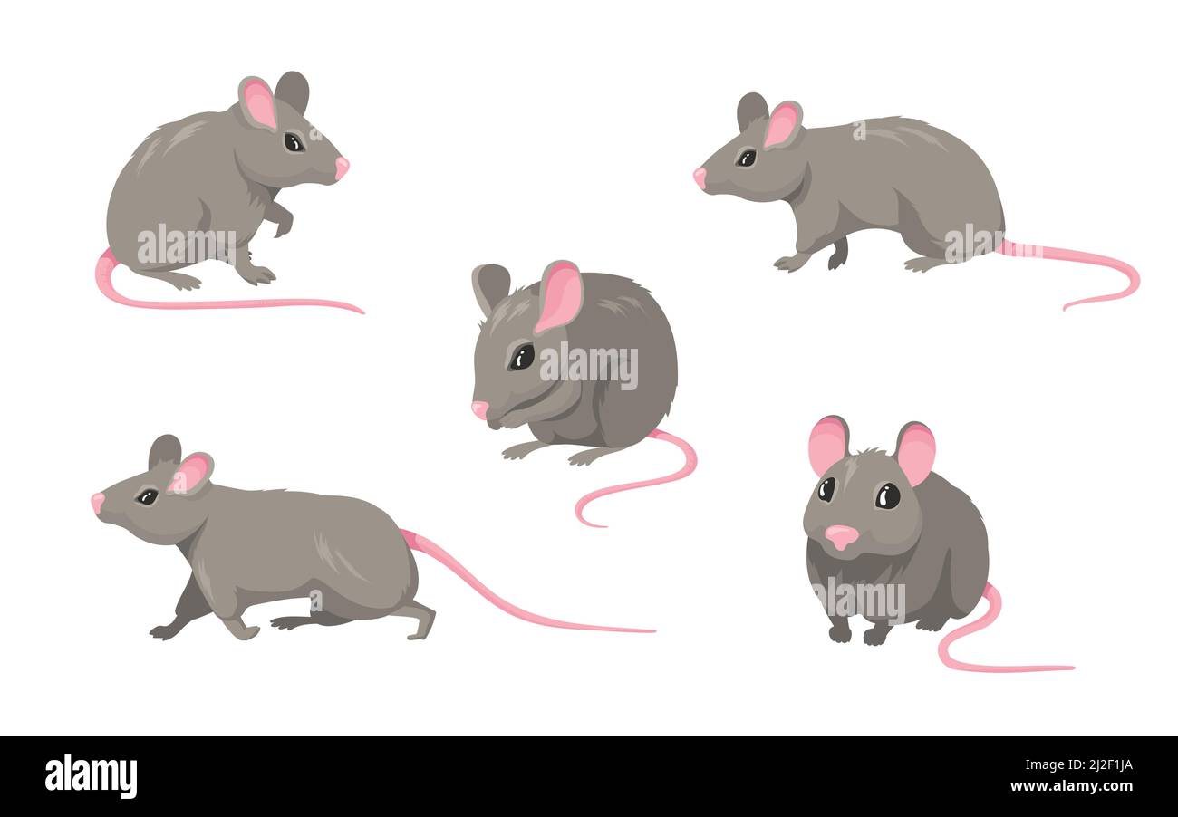 Ensemble de souris de dessin animé. Rongeur à fourrure grise petit rat avec queue rose sans poils marchant ou assis isolé sur blanc. Illustration vectorielle pour animal de compagnie, animal, wil Illustration de Vecteur