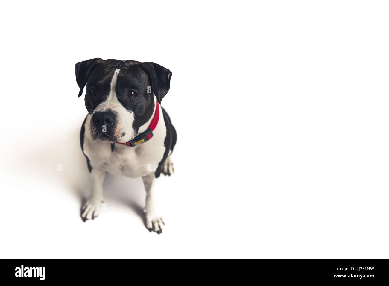 Grand chien noir et blanc fort dans un collier rouge assis sur fond blanc. Vue de dessus en studio. Photo de haute qualité Banque D'Images