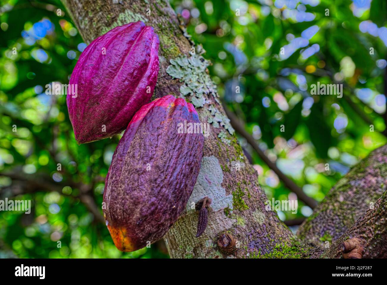 Couleurs de marron de cacao prises @Bomba, Lore du Sud, Sulawesi du Centre, Indonésie Banque D'Images