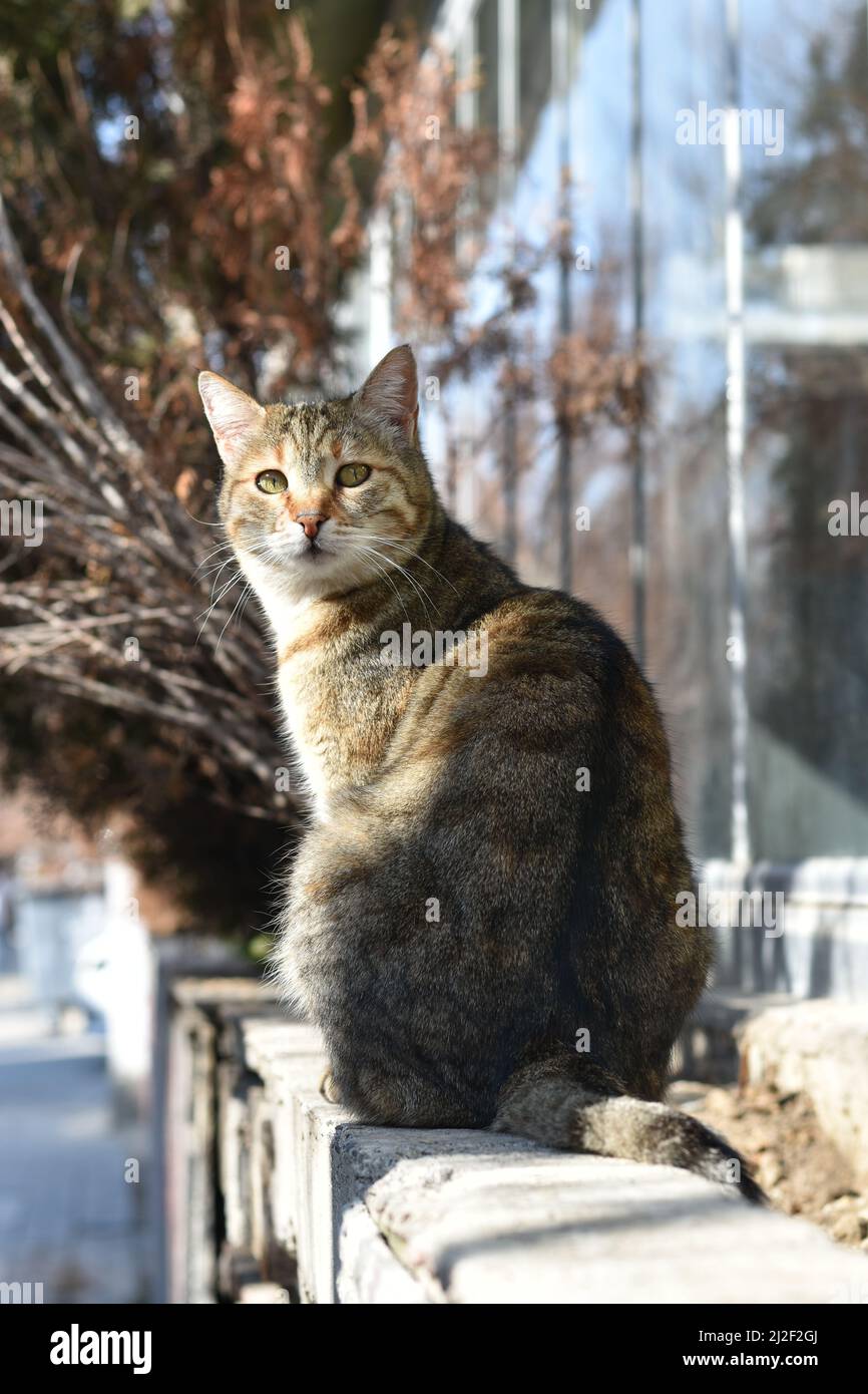 Chat errant dans les rues du centre d'Ankara, Turquie Banque D'Images