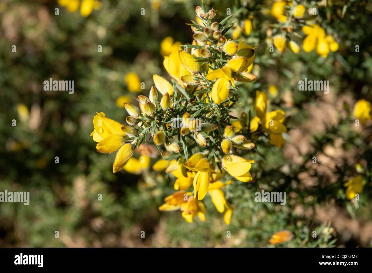 gorse commun jaune vif et piquant membre de la famille des pois Banque D'Images
