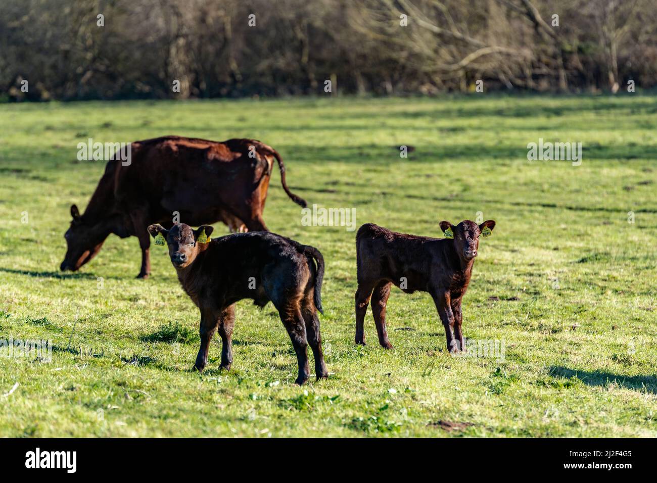 Vaches laitières avec leur veau paître sur l'herbe verte au printemps dans la campagne rurale du Suffolk Banque D'Images
