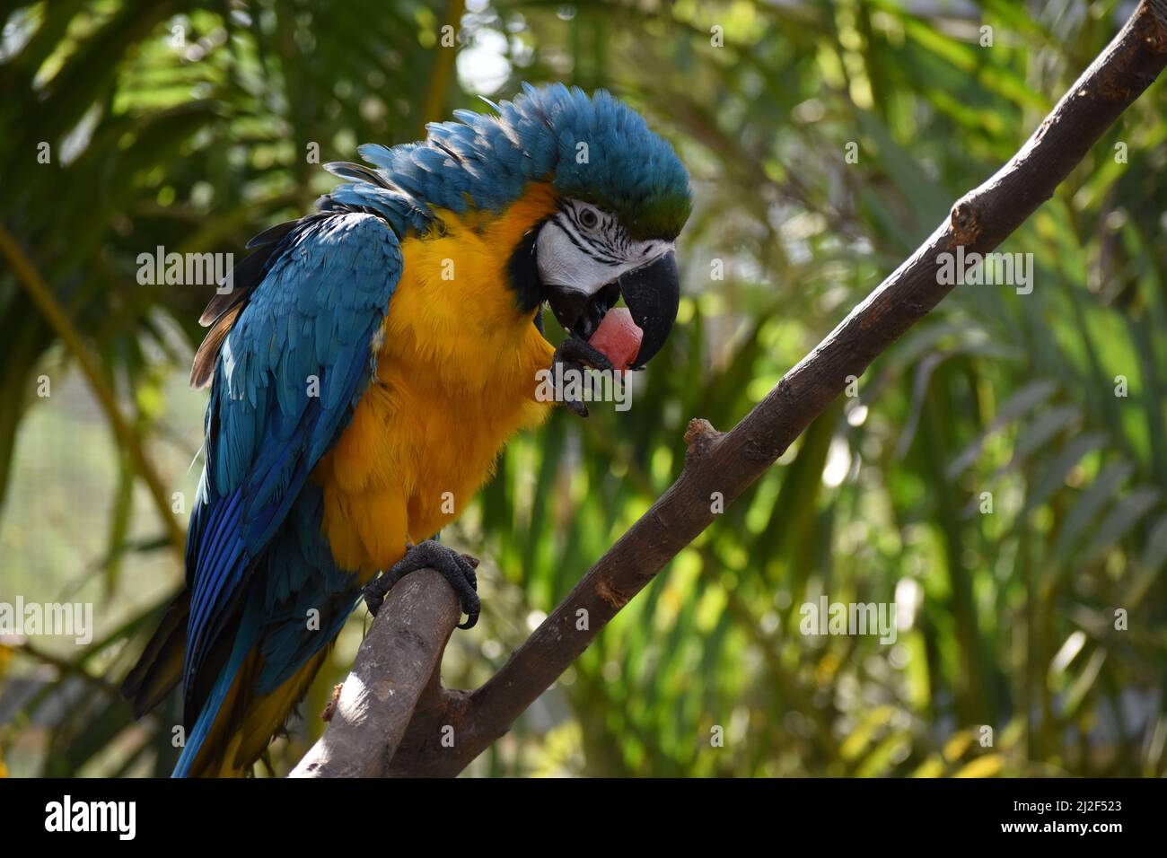 Macaw bleu et jaune mangeant un morceau de melon. Banque D'Images