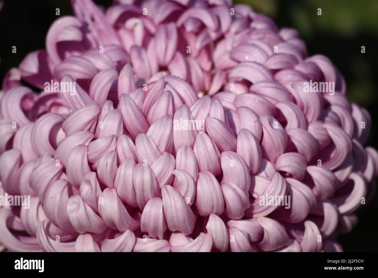Gros plan du chrysanthème inflexieux. Banque D'Images