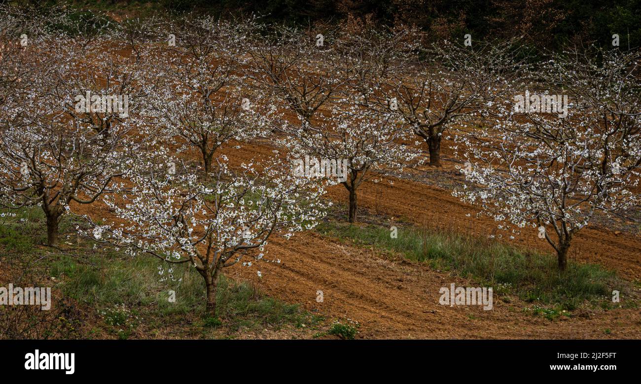 Cerisiers en fleurs en provence france avec un beau contraste de sol rouge et de fleurs blanches , Vaucluse , au pied de la montagne du luberon . Banque D'Images