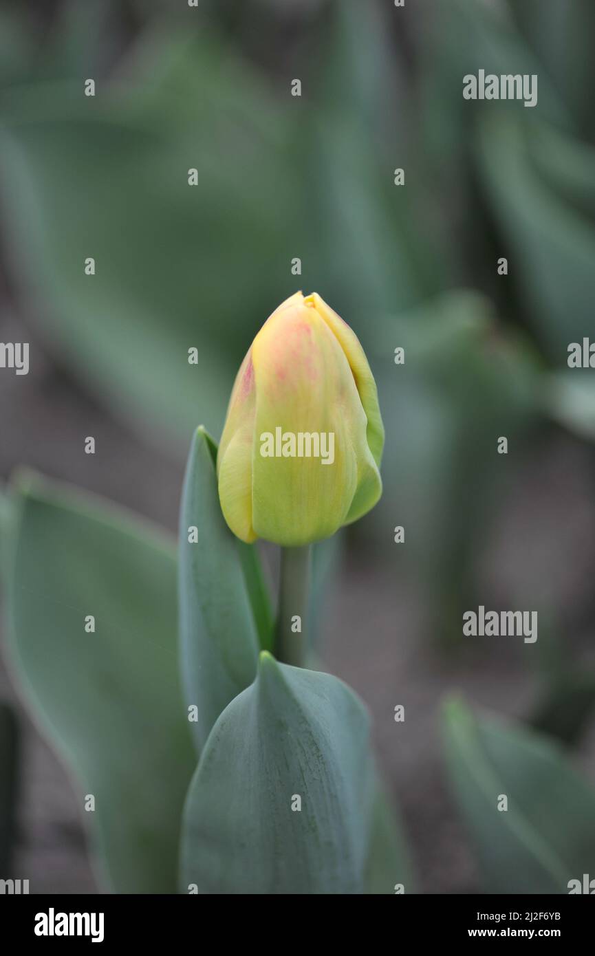 Crémeux à la rose rouge tulipe de tulipe (Tulipa) Buckingham fleurit dans un jardin en mars Banque D'Images