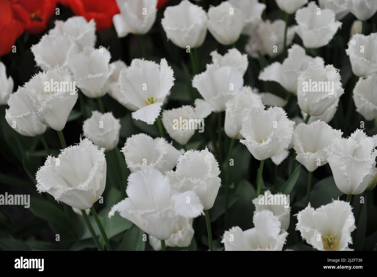 Tulipe blanche à franges (Tulipa) Cambridge fleurit dans un jardin en mars Banque D'Images