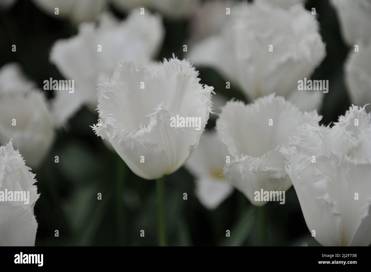 Tulipe blanche à franges (Tulipa) Cambridge fleurit dans un jardin en mars Banque D'Images