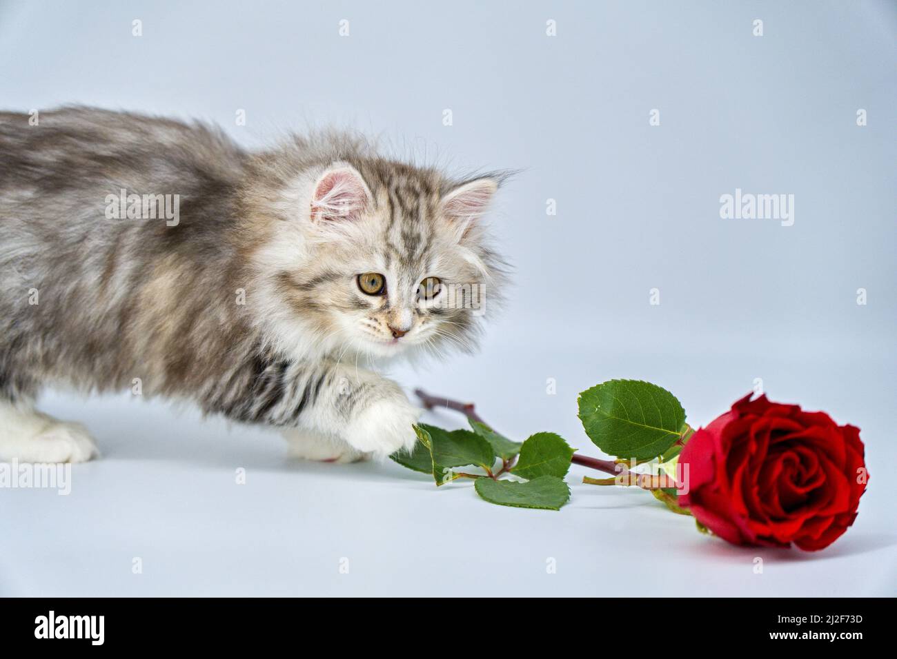 Chaton sibérien sur un fond coloré avec des roses Banque D'Images