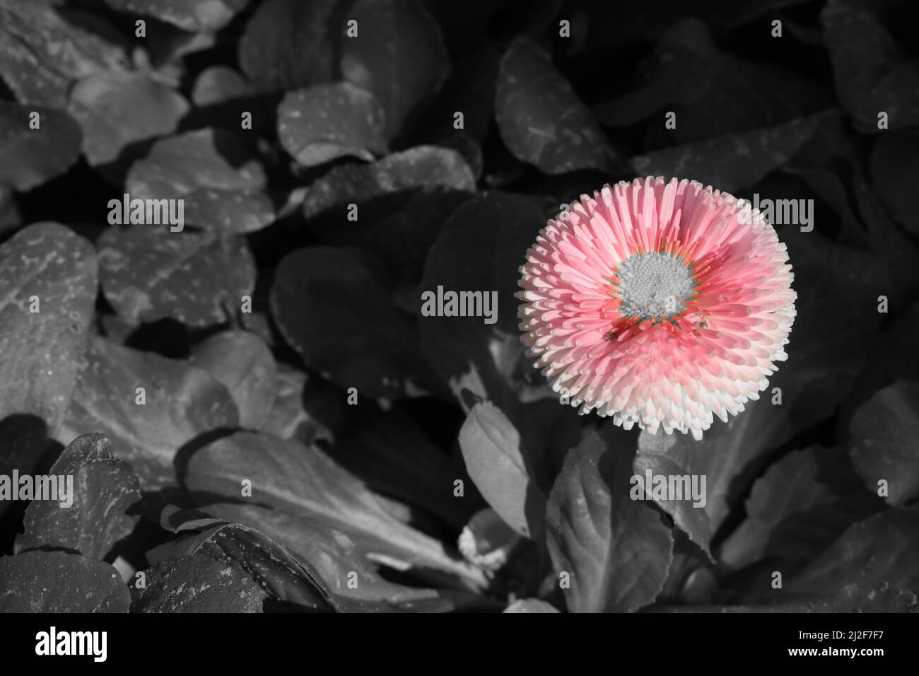 Gros plan de la Marguerite anglaise rose. Banque D'Images