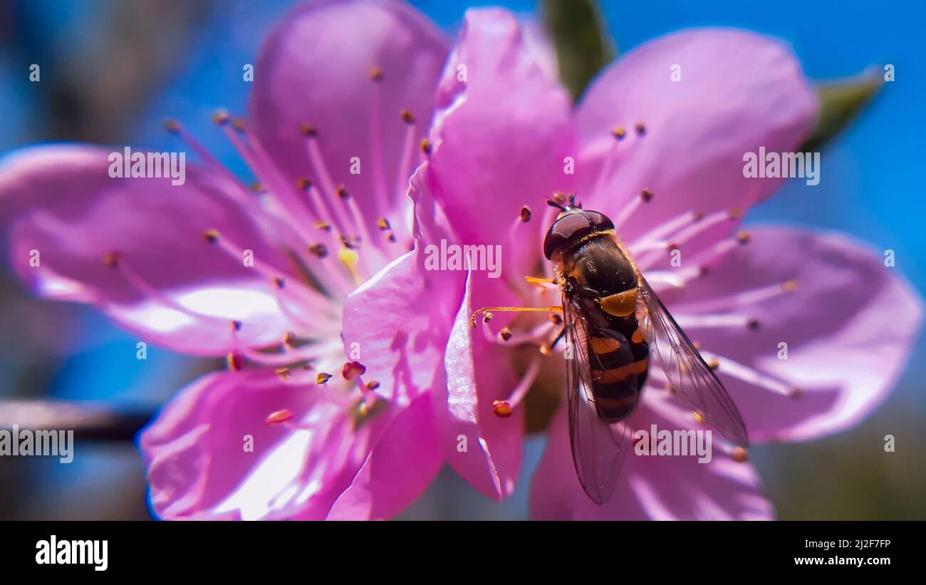 La mise en forme de mouches volent sur les mouches volent roses, également appelées mouches florales ou mouches syrphides, constituent la famille des insectes Syrphidés Banque D'Images