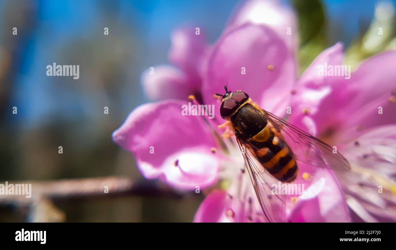 De belles abeilles nacrant sur des mouches hover à fleurs roses, également appelées mouches à fleurs ou mouches syrphides, composent la famille des insectes Syrphidés Banque D'Images