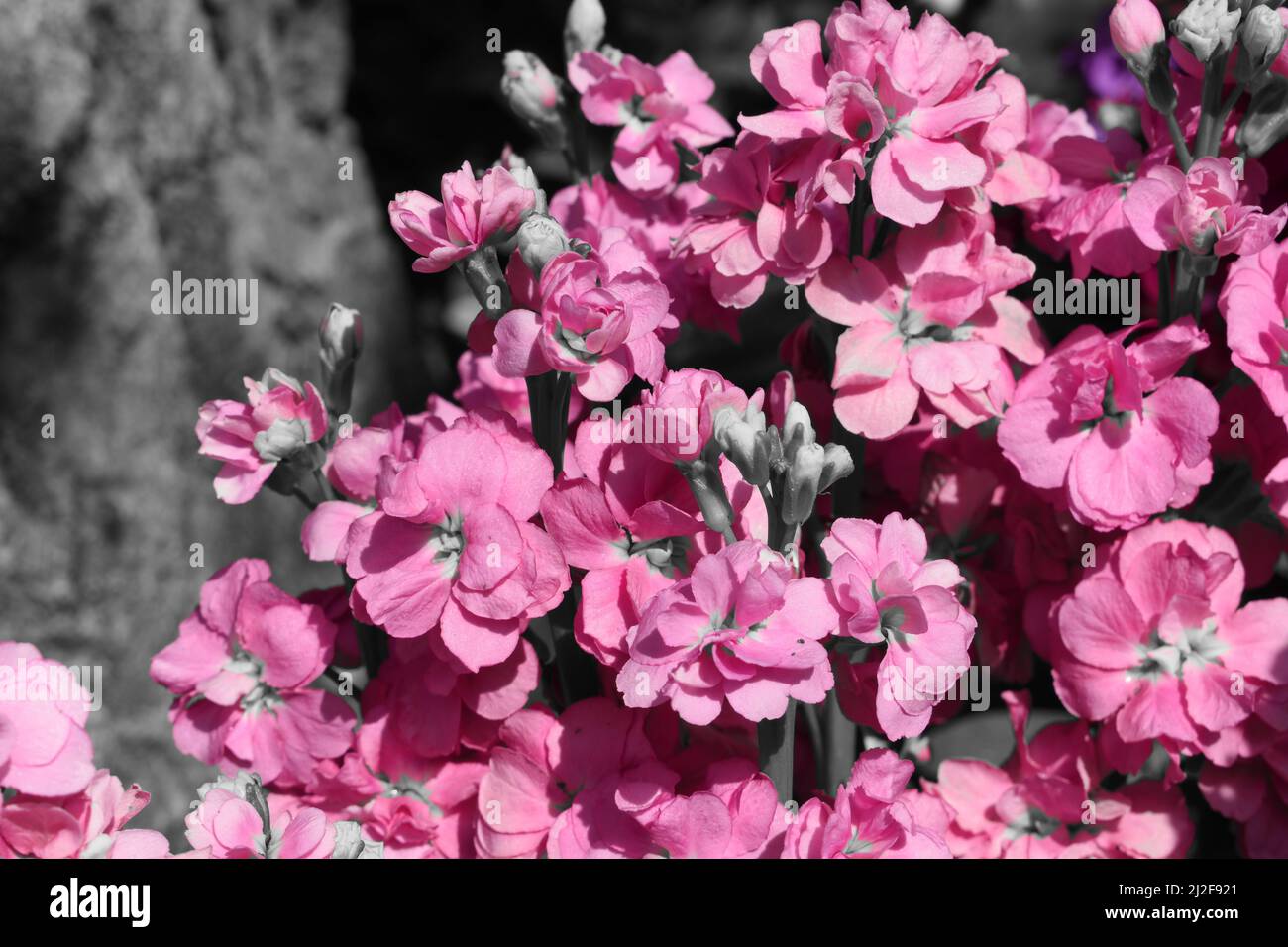 Gros plan de fleurs roses. Banque D'Images