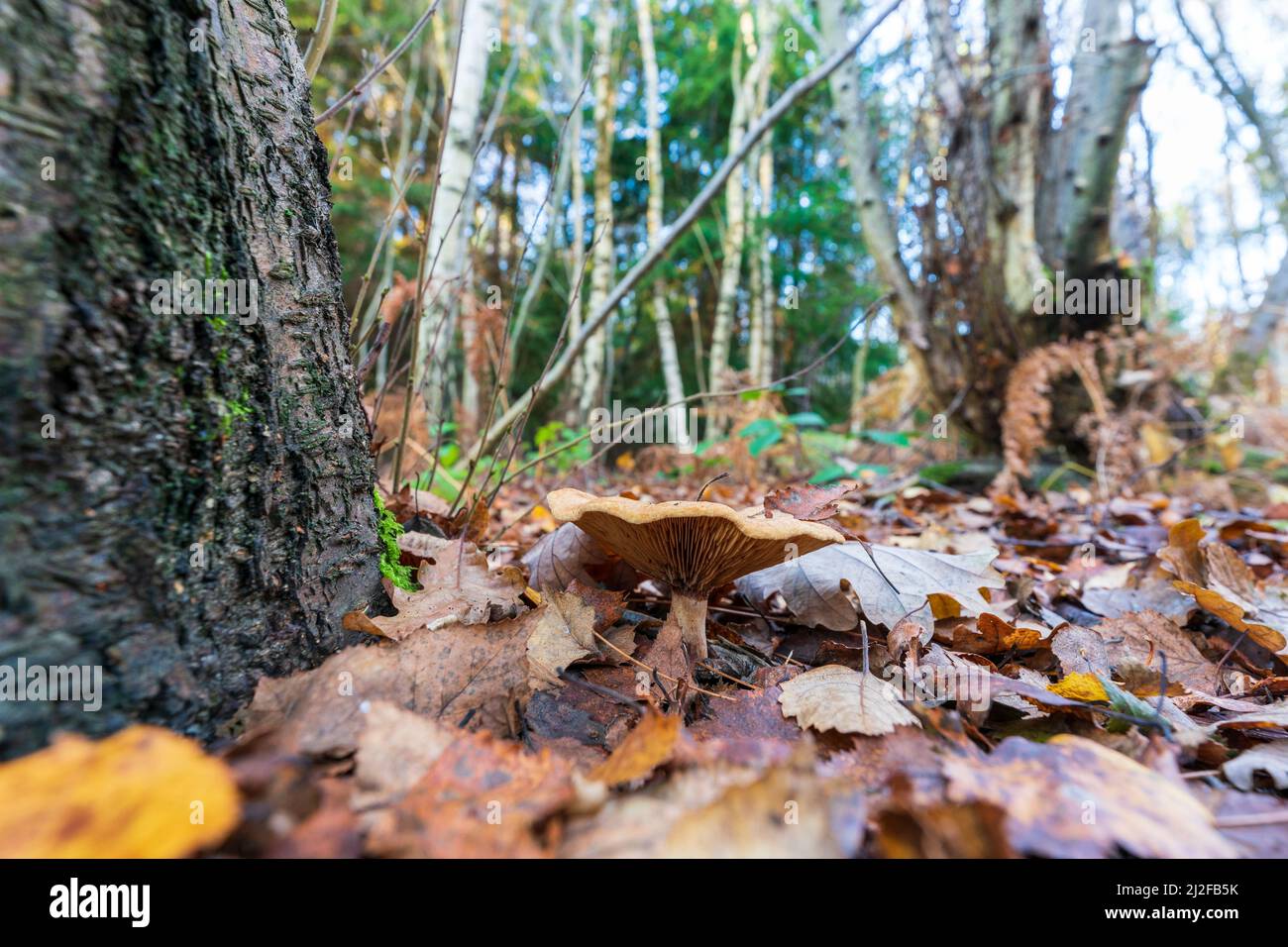 Vue au niveau du sol d'un champignon de type Russula, tabouret, croissant à côté d'un tronc d'arbre sur le plancher de la forêt, couvert de feuilles mortes d'automne brun doré. Banque D'Images