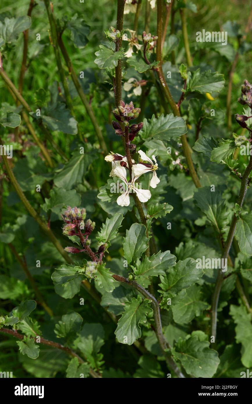 Eruca vesicaria herbe en fleur Banque D'Images