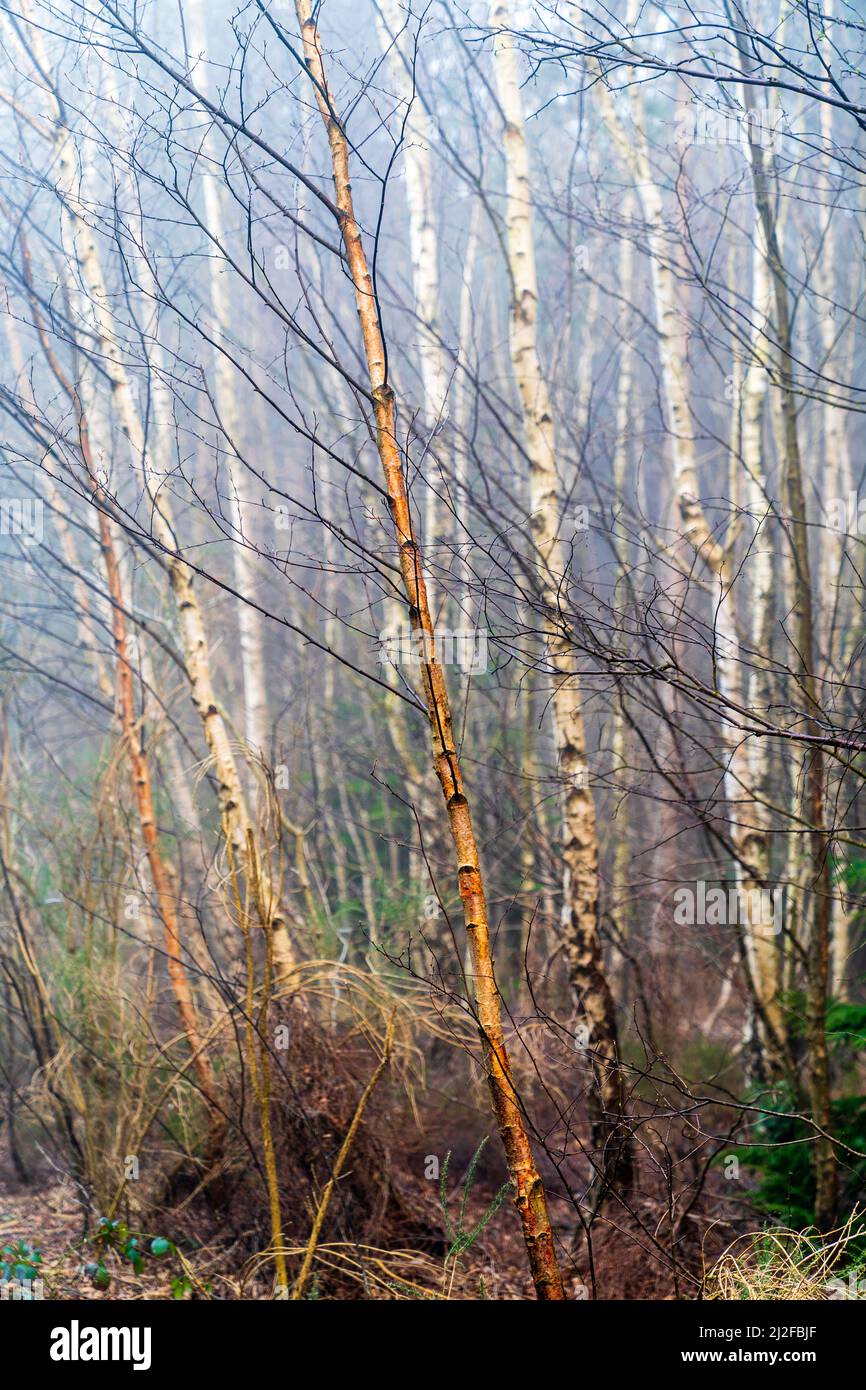 Photo de forêt atmosphérique d'une forêt de troncs de bouleau sans feuilles le matin d'une brumeuse au début du printemps à Clowes Wood, dans le Kent. Mise au point peu profonde. Banque D'Images