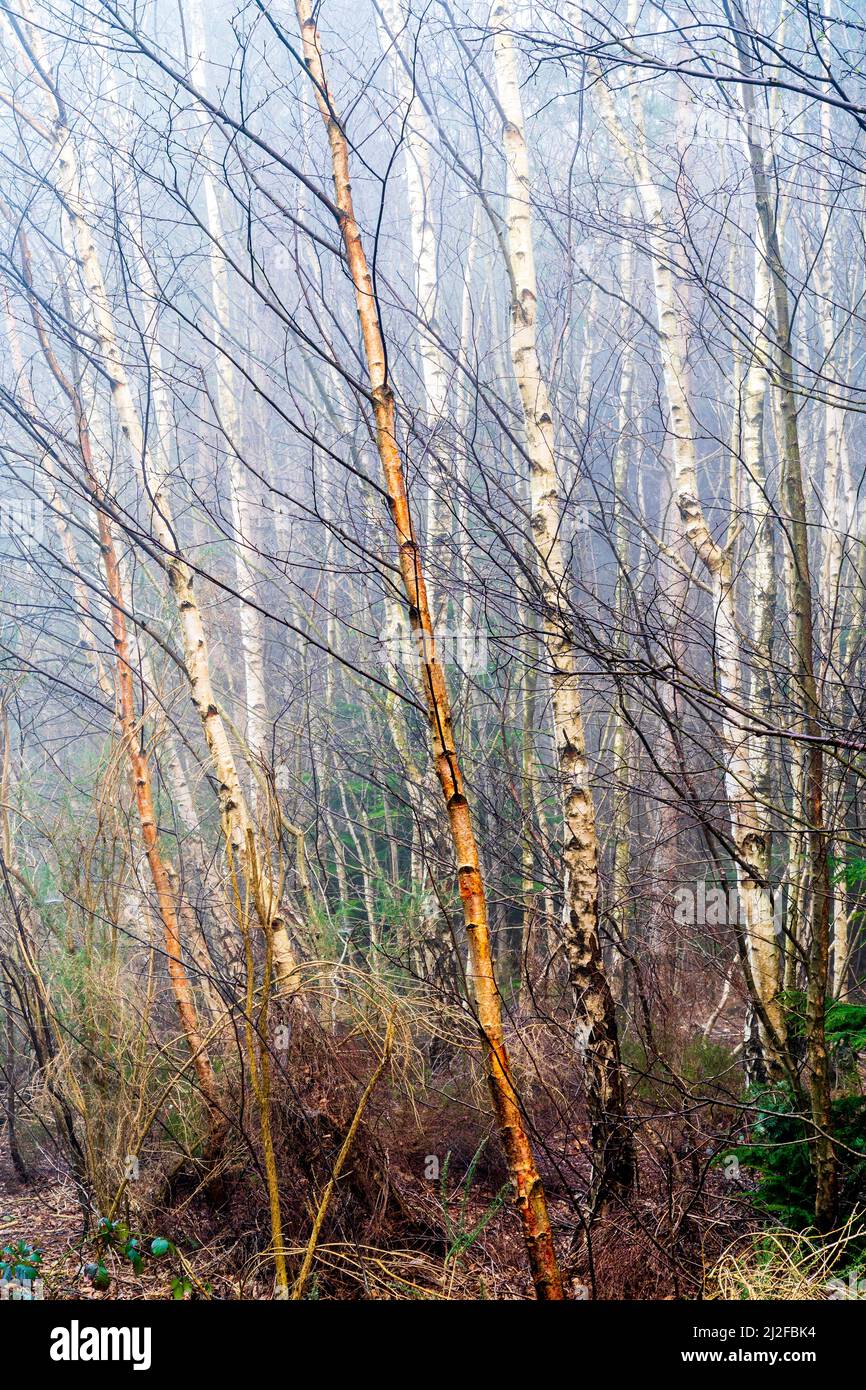 Photo de forêt atmosphérique d'une forêt de troncs de bouleau sans feuilles le matin d'une brumeuse au début du printemps à Clowes Wood, dans le Kent. Banque D'Images