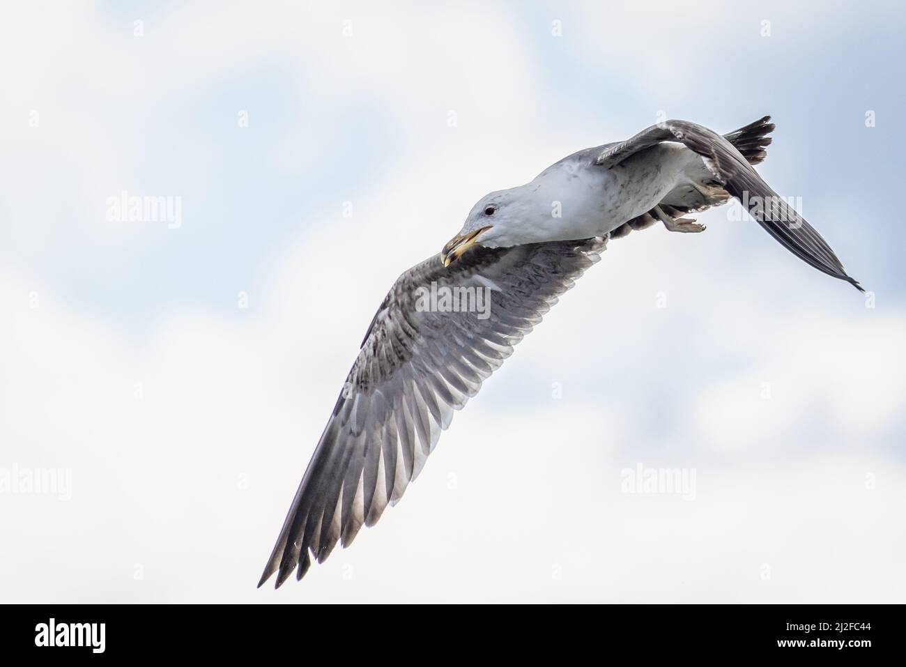 Gros plan d'un gros mouette planant dans le ciel avec un bec entrouvert Banque D'Images