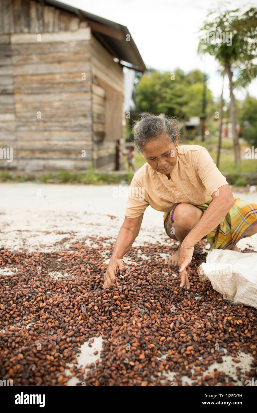 Femme séchant la récolte de fèves de cacao au soleil sur sa petite ferme à Sulawesi Ouest, Indonésie, Asie. Banque D'Images