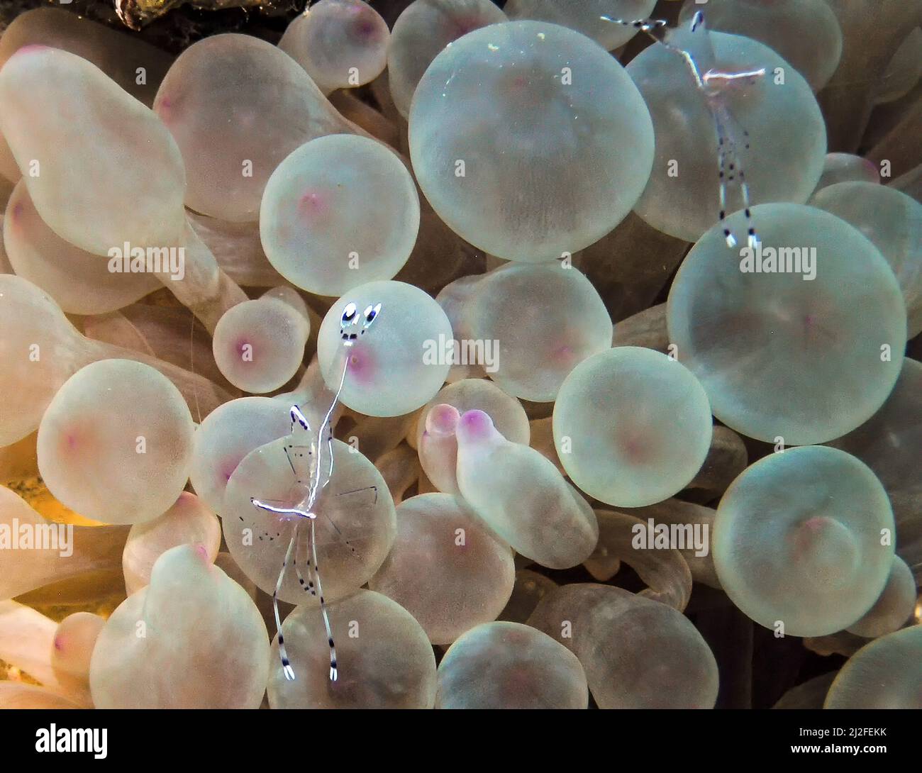 Bruun's Cleaning Partner Shrimp (Urocaridella antonbruunii) dans la Mer Rouge, Egypte Banque D'Images