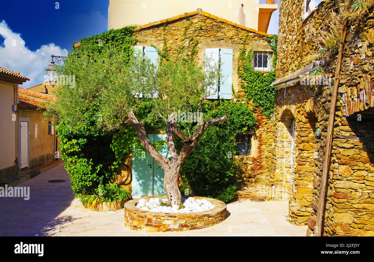 Vue sur la cour avant idyllique avec un olivier vert, maison en pierre naturelle typiquement méditerranéenne française couverte de lierre et lumière naturelle lumineuse du soleil - Banque D'Images