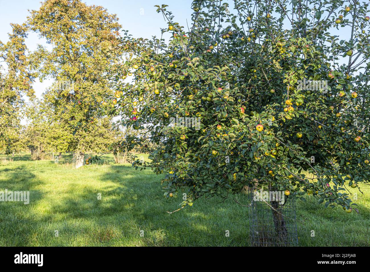 Les pommes mûrissent en automne dans un vieux verger du village Severnside d'Arlingham, Gloucestershire, Angleterre Banque D'Images