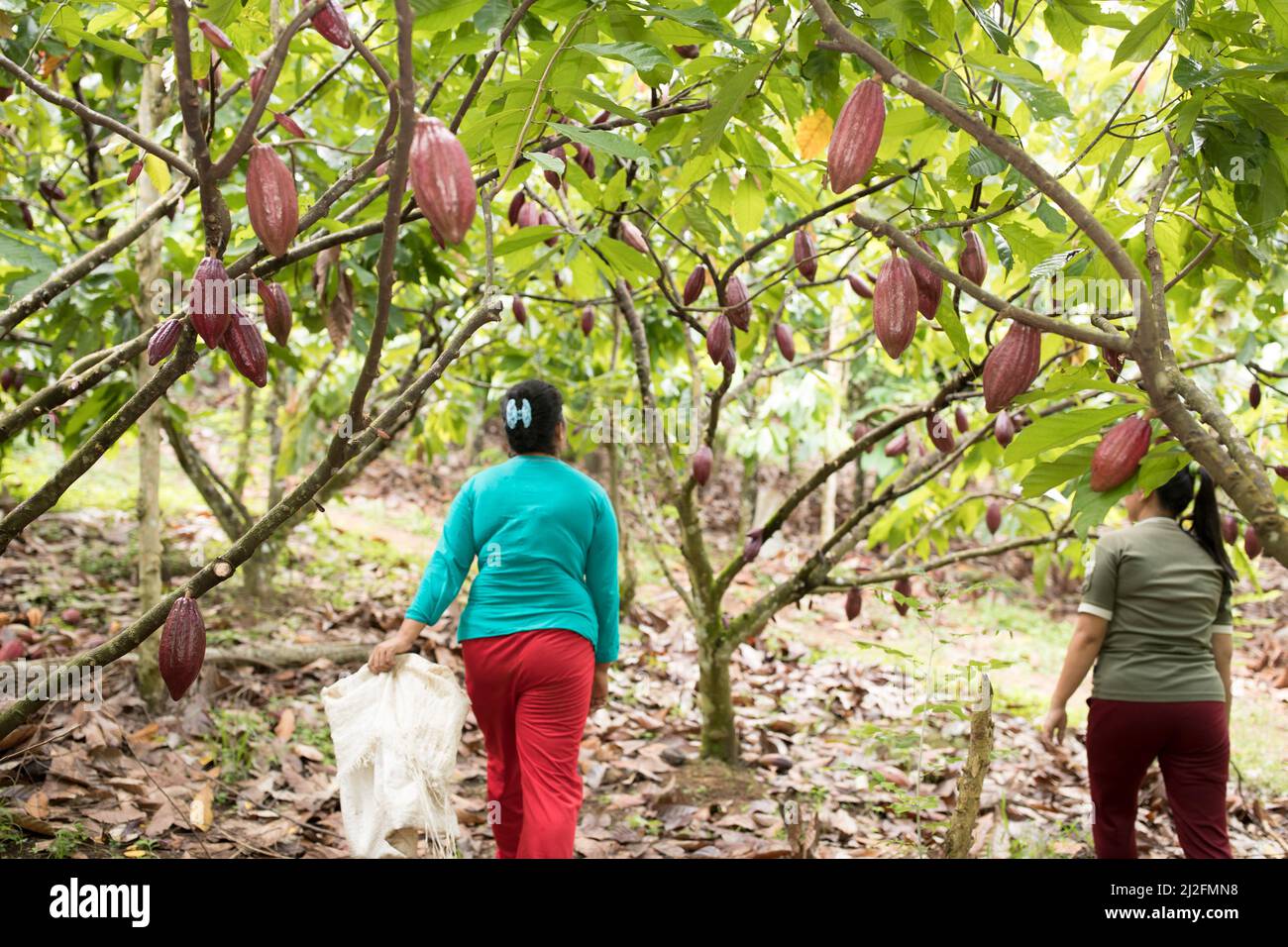 Les agriculteurs récoltent des gousses de cacao dans les arbres d'une plantation de cacao de Mamuju Regency, île de Sulawesi, Indonésie, Asie. Banque D'Images