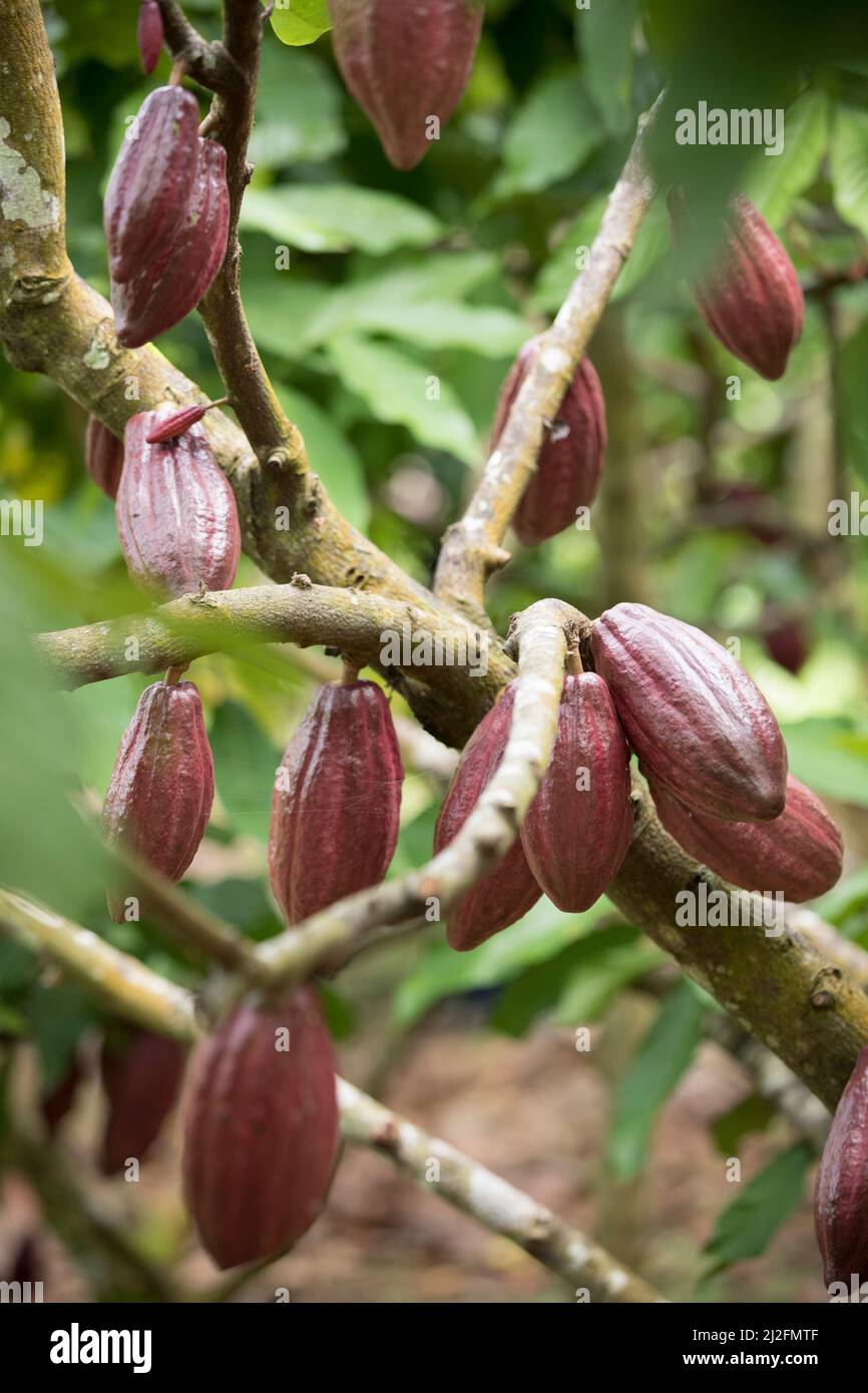 Gousses de cacao accrochées à un arbre sur une plantation de cocos à Sulawesi Ouest, Indonésie, Asie. Banque D'Images