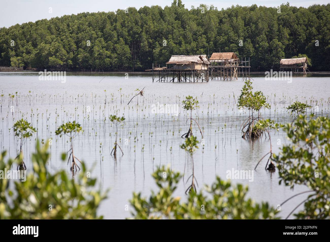 Maisons perches au-dessus d'un marais de mangrove dans Mamuju Regency, Indonésie. Banque D'Images