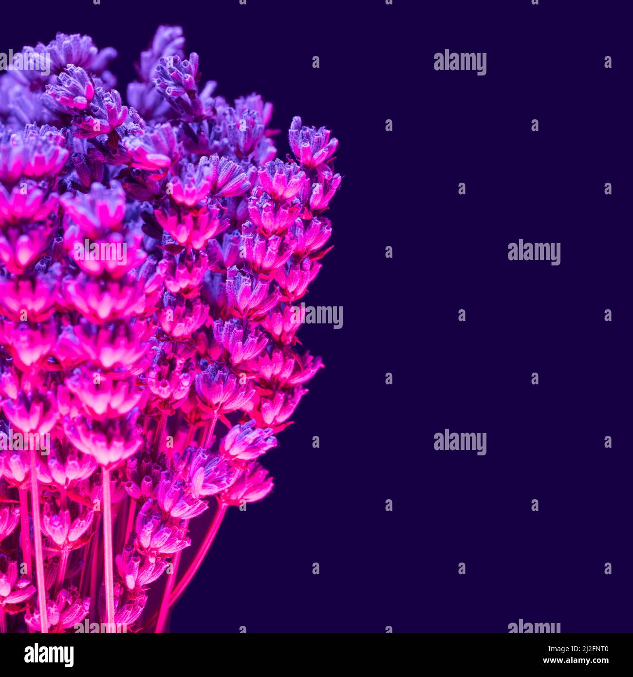 Fleurs de lavande aux teintes magenta et violet sur fond sombre. Cyber, concept minimal au printemps. Banque D'Images