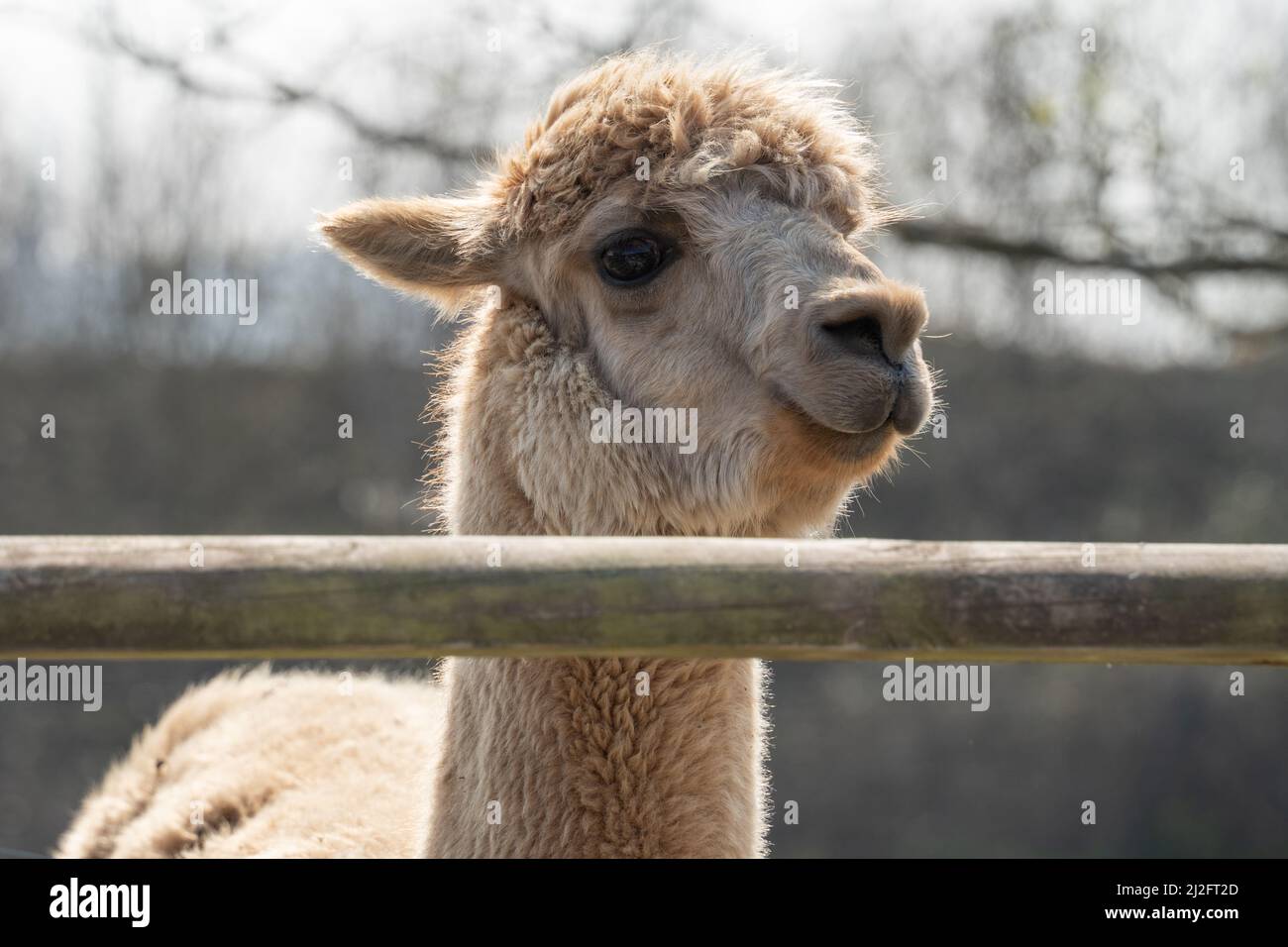 Un alpaga (Lama pacos) surplombe une clôture au sanctuaire de la Chouette de Screech, à Cornwall, au Royaume-Uni. Banque D'Images