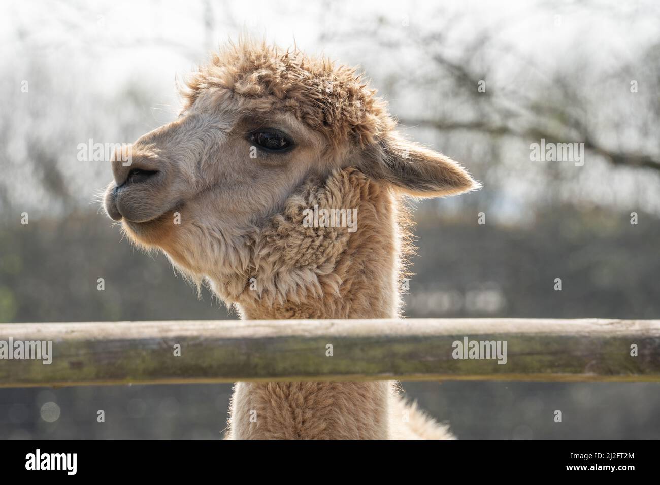 Un alpaga (Lama pacos) surplombe une clôture au sanctuaire de la Chouette de Screech, à Cornwall, au Royaume-Uni. Banque D'Images