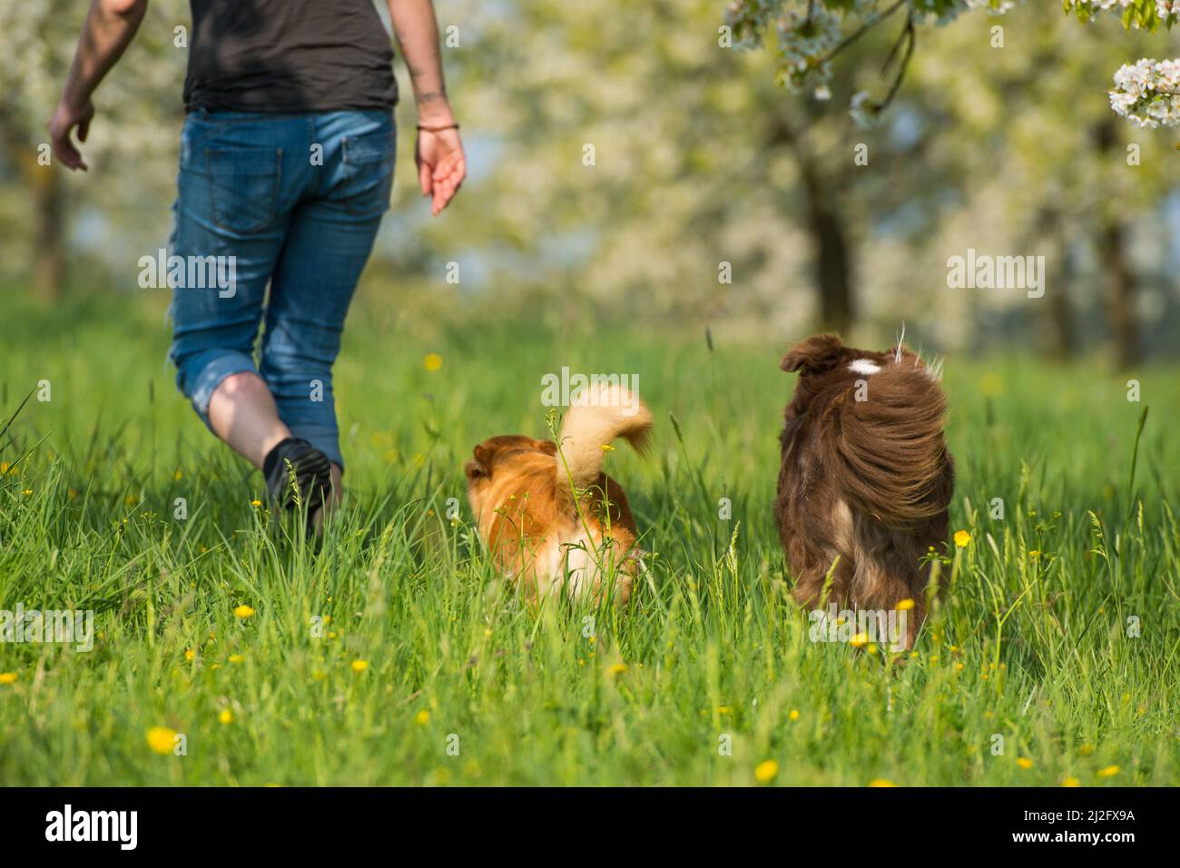 Promenez-vous avec les chiens en été Banque D'Images