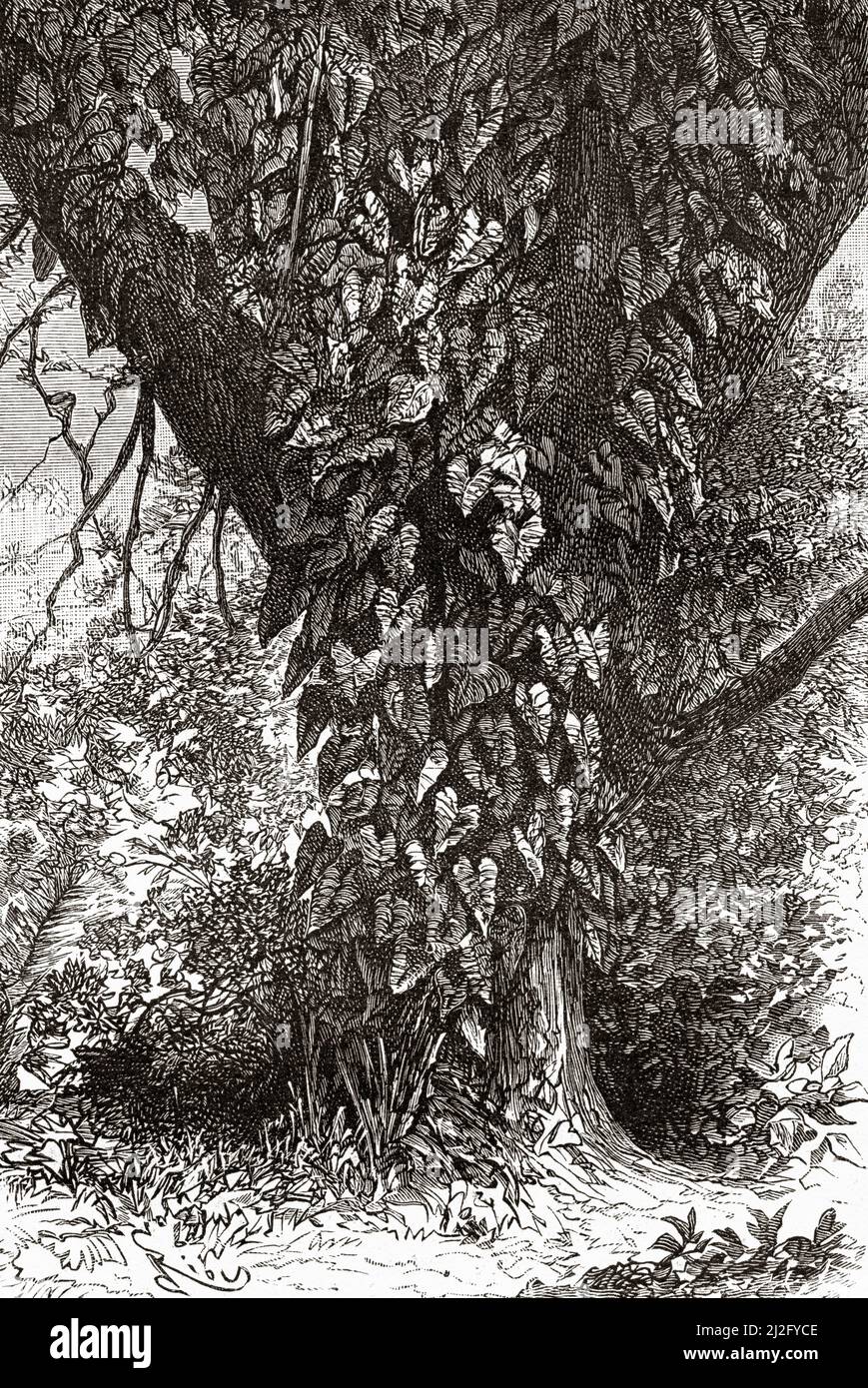 Philodendron (Philodendron oxycardium) Amérique du Sud. Voyage d'exploration à travers la Nouvelle-Grenade et le Venezuela par Jules Crevaux 1880-1881. Le Tour du monde 1882 Banque D'Images