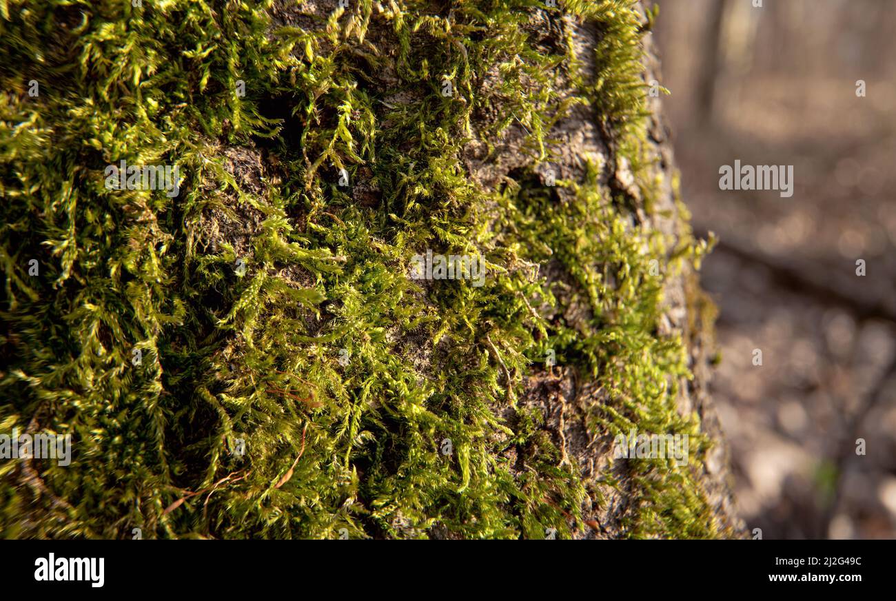 Mousse verte fine qui pousse sur l'arbre en forêt, gros plan macro, arrière-plan naturel abstrait Banque D'Images