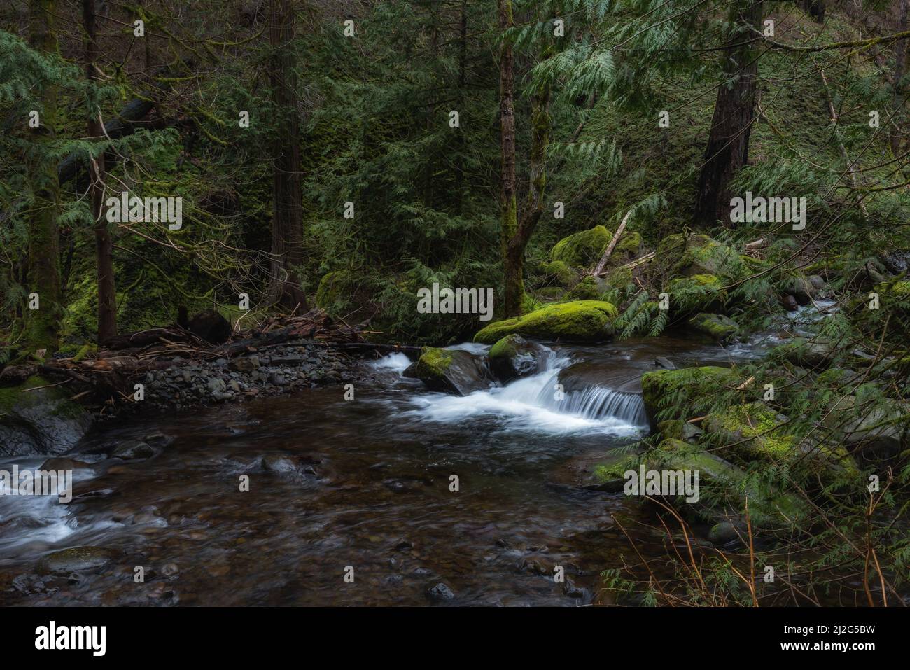 Paisible ruisseau coule à travers la paisible forêt verdoyante de mousses dans la gorge du fleuve Columbia au-dessus de Multnomah Falls, Oregon Banque D'Images