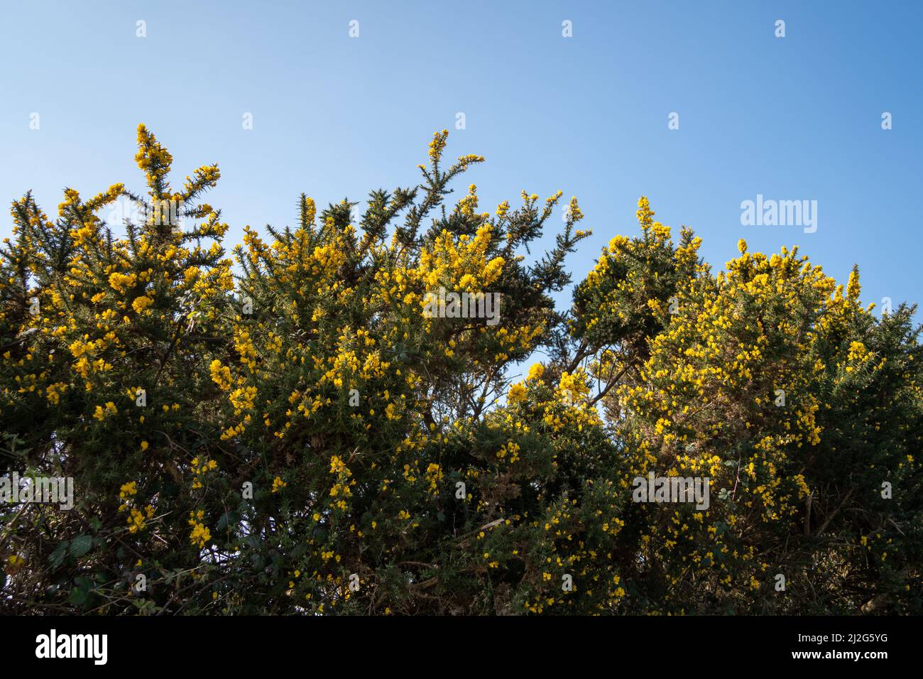 Gorse, le long de la route à Cornwall, Royaume-Uni, regardant vers un ciel bleu au-dessus. Banque D'Images