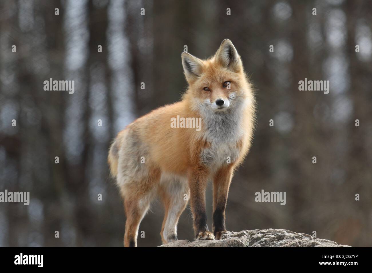 Vulpes vulpes renard roux urbain sauvage animal Banque de photographies ...