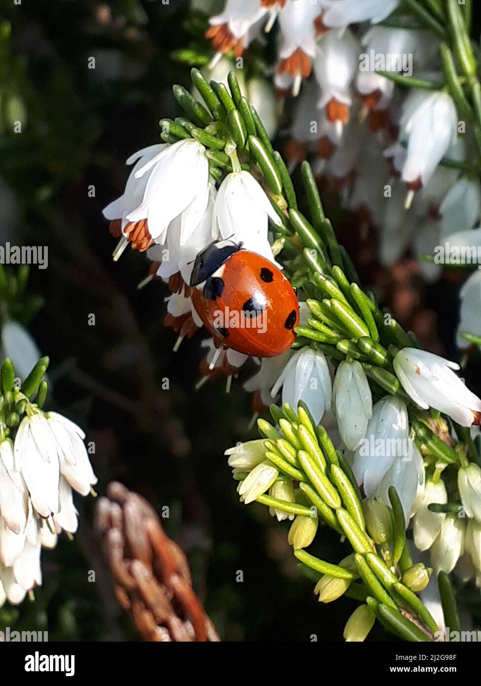 Ladybird ou coccinelle sur une plante de bruyère blanche dans mon jardin. Ils sont chanceux et bienvenus dans les jardins car chacun mangera plus de 5000 pucerons dans sa vie Banque D'Images