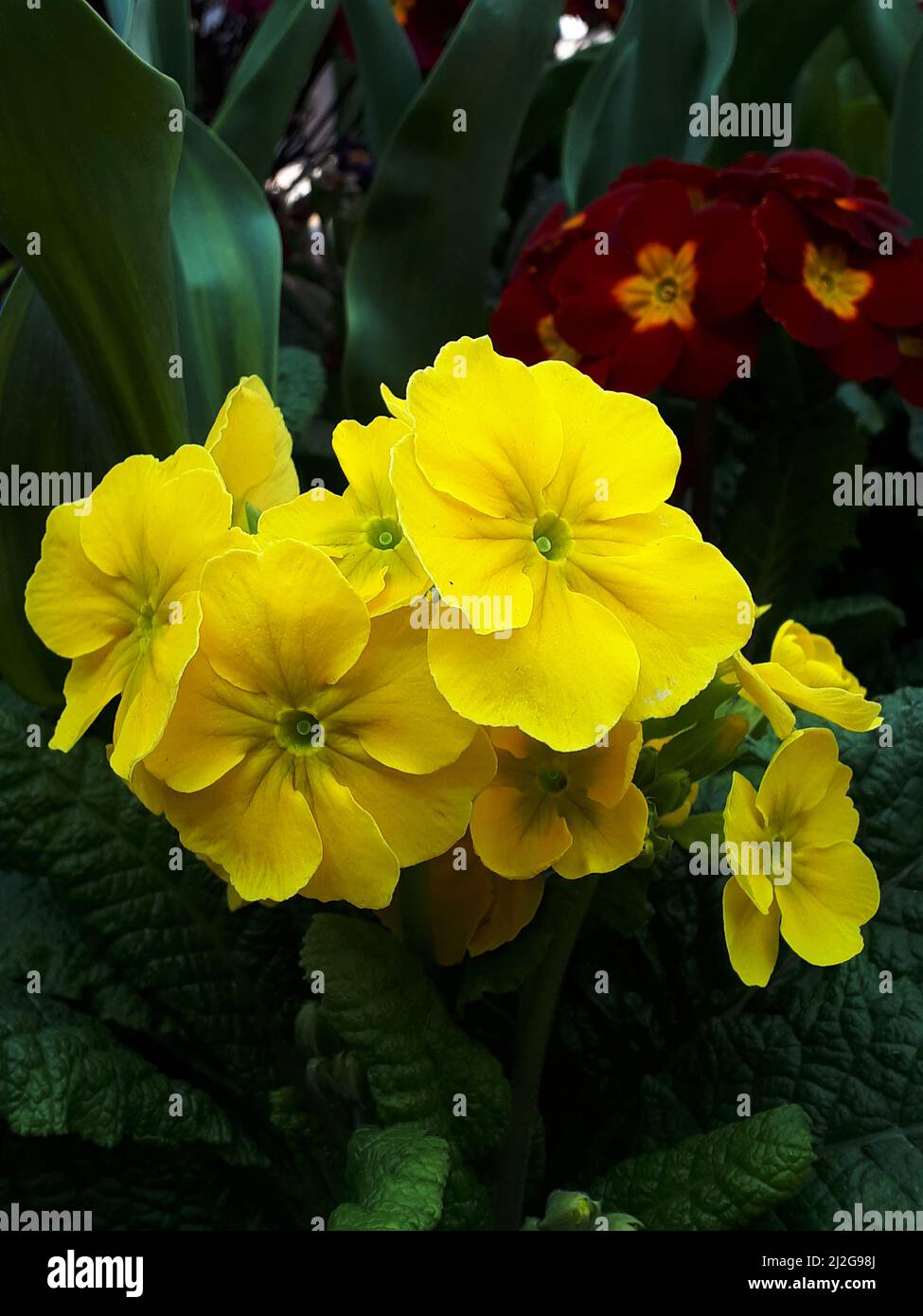 Primula vulgaris, la premrose commune, est une espèce de plante à ...
